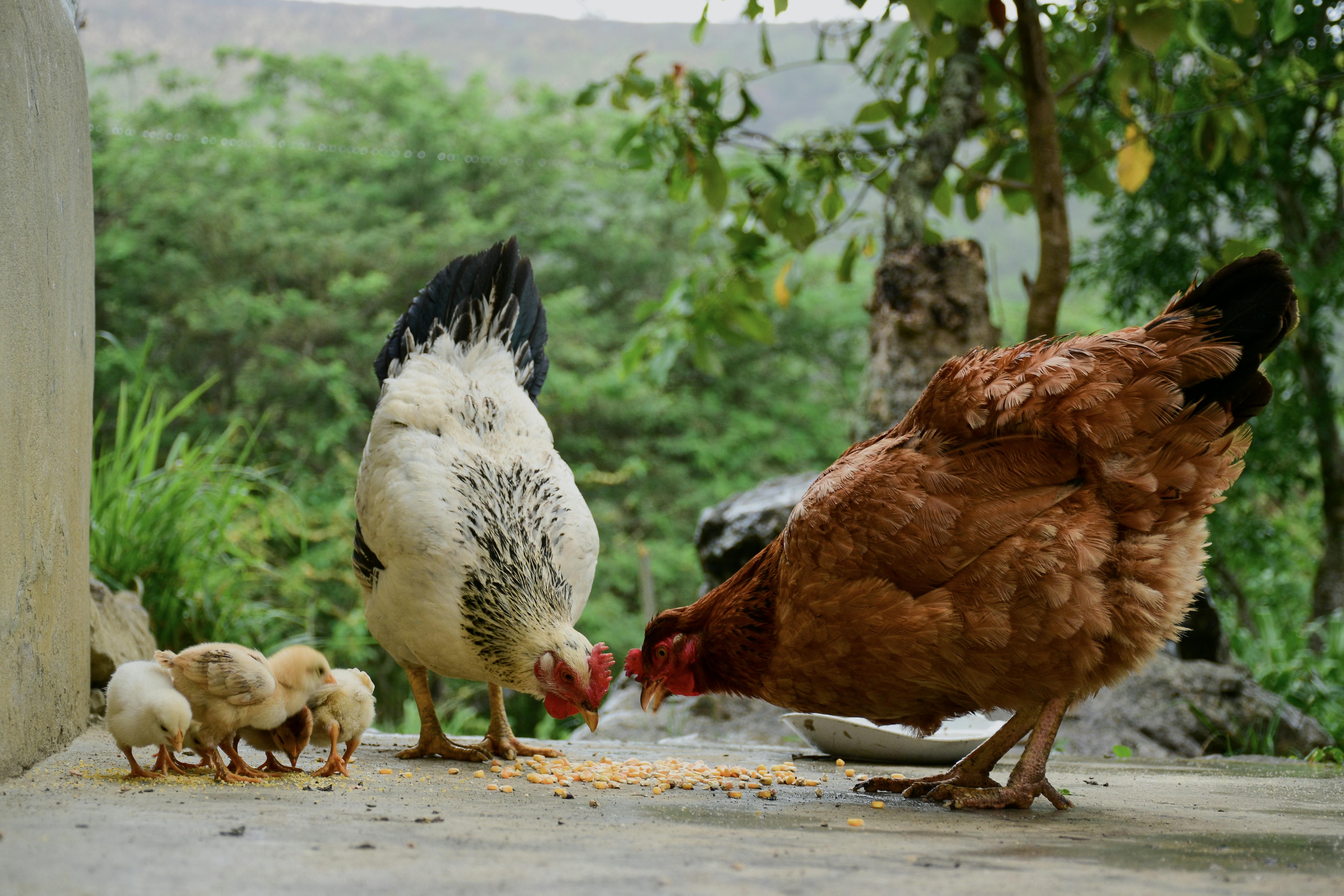 Galinhas adultas e pintinhos se alimentando em ambiente natural